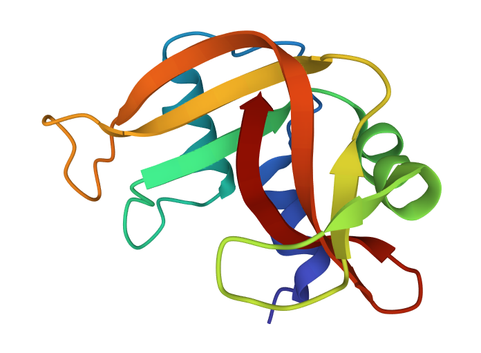 Crystal structure of wild-type bovine pancreatic ribonuclease A. From the Protein Data Bank.